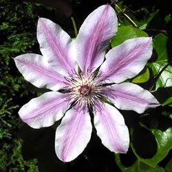 Clematis 'Nelly Moser'